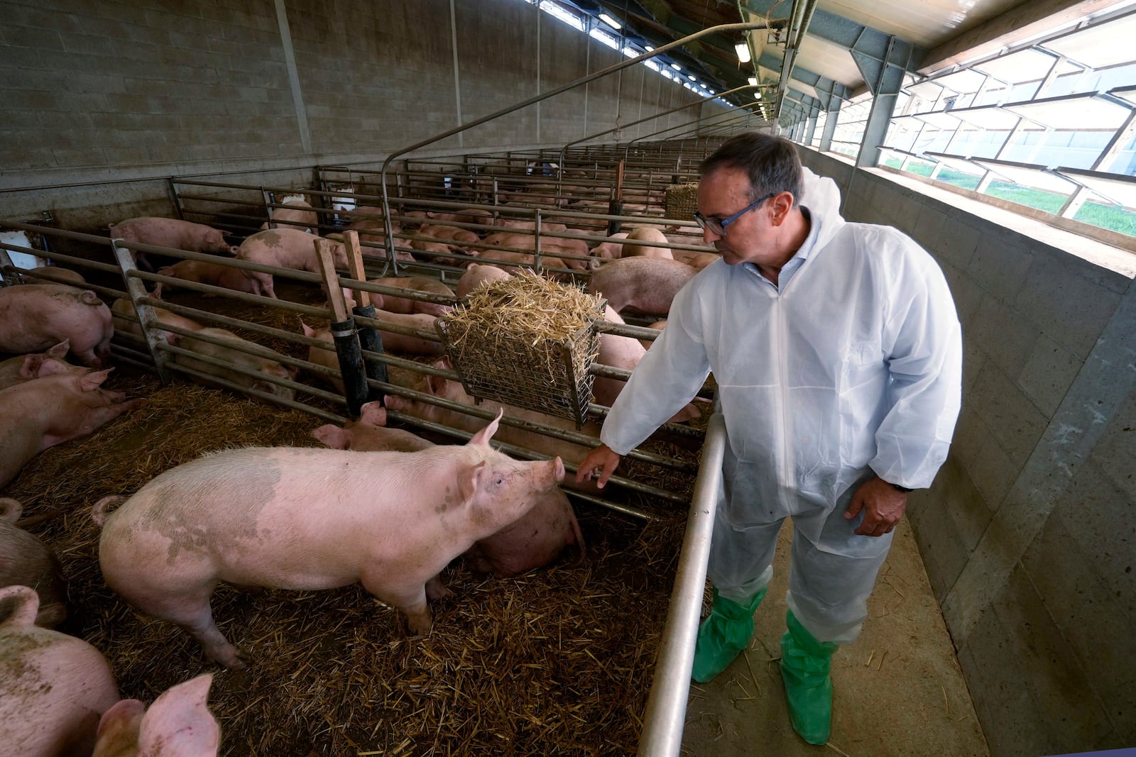 Sergio Visini, the founder of Piggly farm, touches a pig inside a shed in Pegognaga, near Mantova, northern Italy, on Wednesday, Sept. 25, 2024. (AP Photo/Luca Bruno)