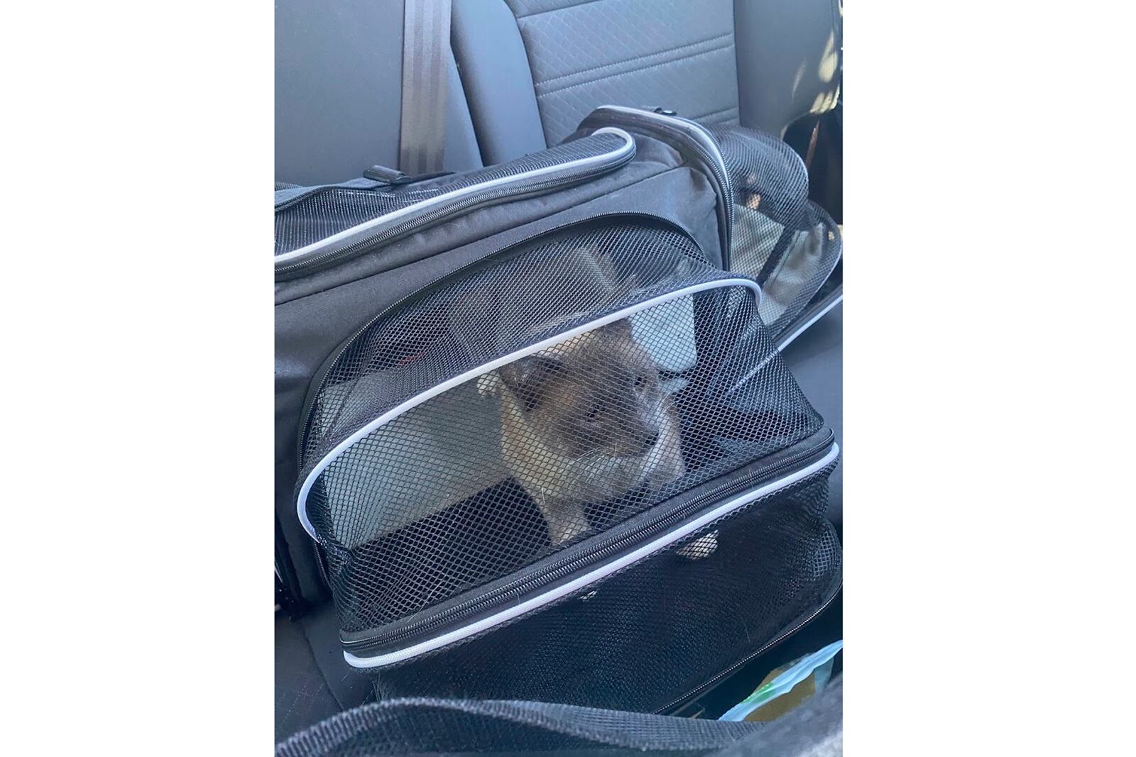 This photograph provided by Susanne Anguiano shows her cat Rayne Beauin a carrier after he was reunited with his family in Roseville, Calif., Aug. 4, 2024. During a road trip to Yellowstone National Park, Rayne Beau ran away from Anguiano's camper and his owners were unable to find him. Two months and nearly 900 miles later, the cat was found back in California and was reunited with his family. (Susanne Anguiano via AP)