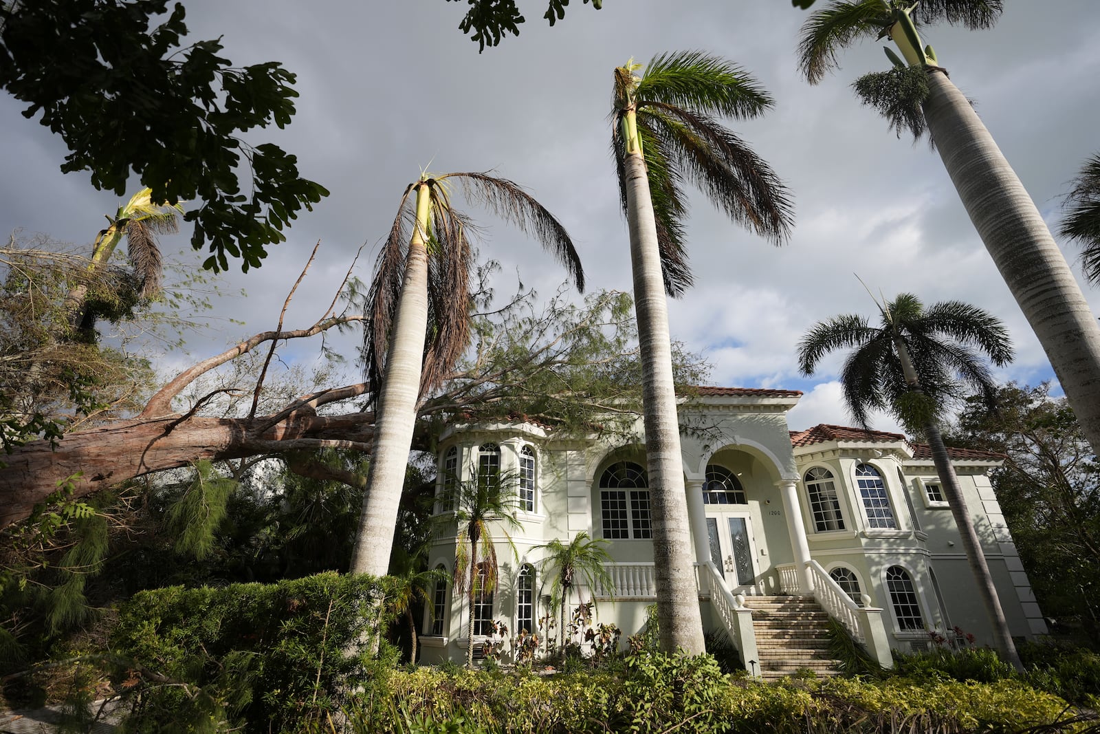 A tree toppled by Hurricane Milton lies atop a stately home in Siesta Key, Fla., Thursday, Oct. 10, 2024. (AP Photo/Rebecca Blackwell)