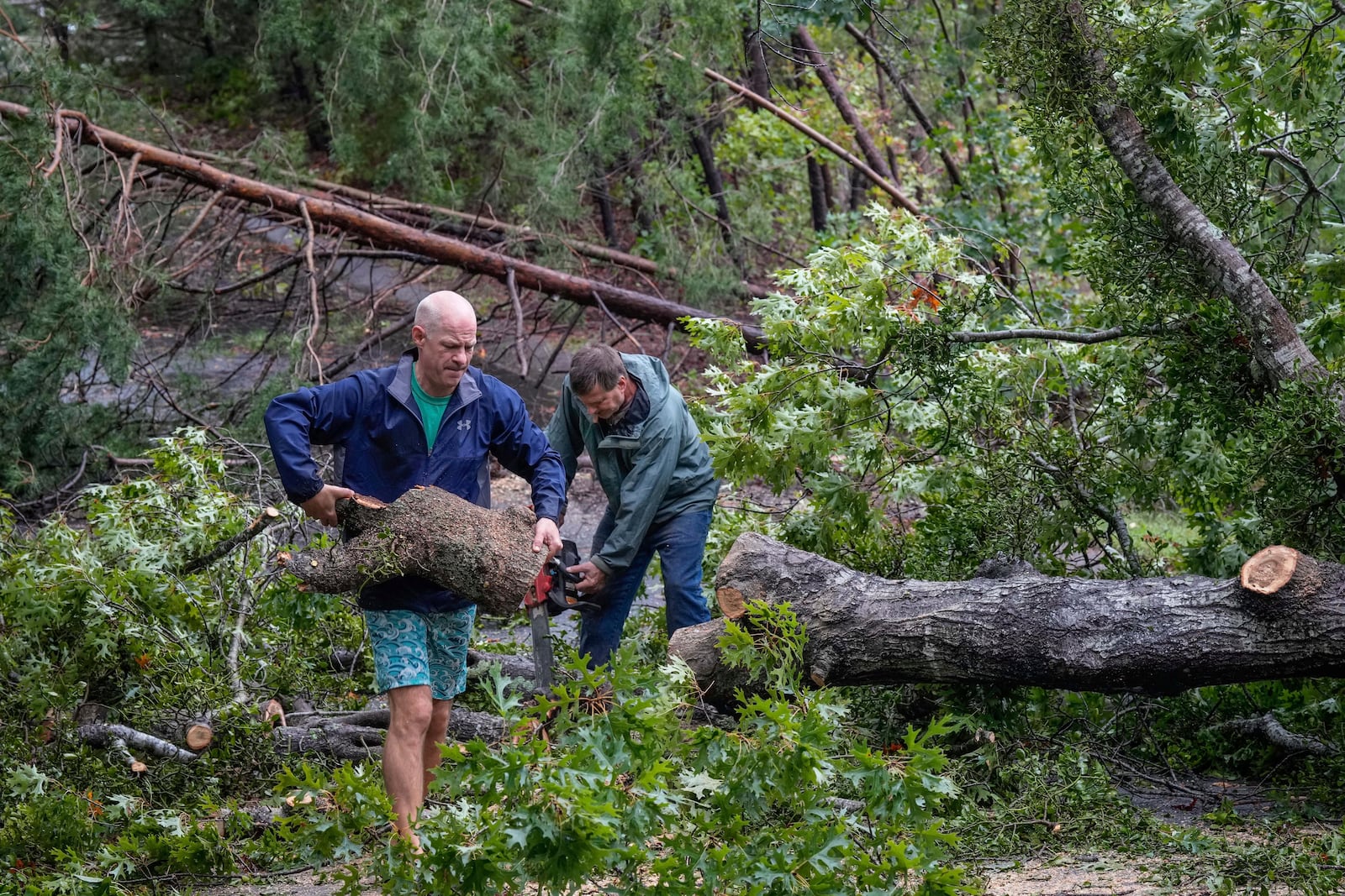 Chris Elder carries sections of a fallen tree as neighbor, Mike Cioffoletti works a chain saw to cut down a large tree that fell over Sandy Cove Drive, after Hurricane Helene passed the area Friday, Sept. 27, 2024 in Morganton, N.C. (AP Photo/Kathy Kmonicek)