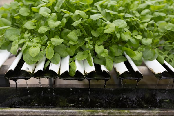Water drips from plants at Bolton Farms, a hydroponic farm, on Saturday, March 22, 2025, in Hilton, N.Y. (Caitlyn Daproza via AP)