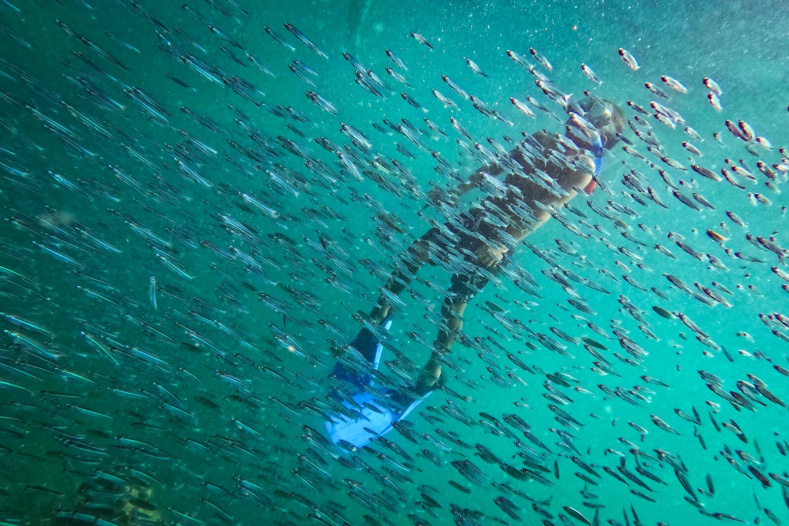 FILE - A snorkeler watches fish near a shipwreck off Cubagua Island, Venezuela, Jan. 14, 2024. (AP Photo/Matias Delacroix, File)