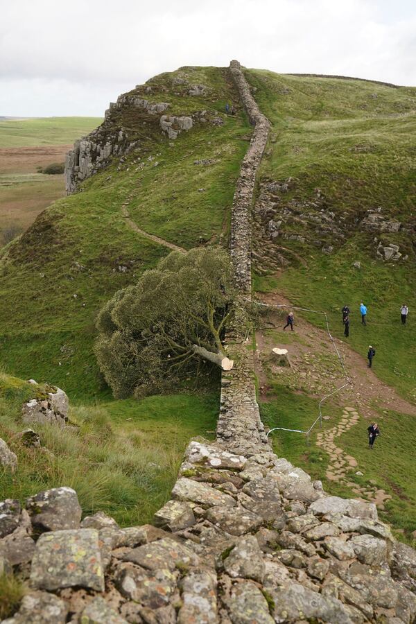 FILE - The felled Sycamore Gap tree is seen on Hadrian's Wall in Northumberland, England, Sept. 29, 2023. (Owen Humphreys/PA via AP, File)
