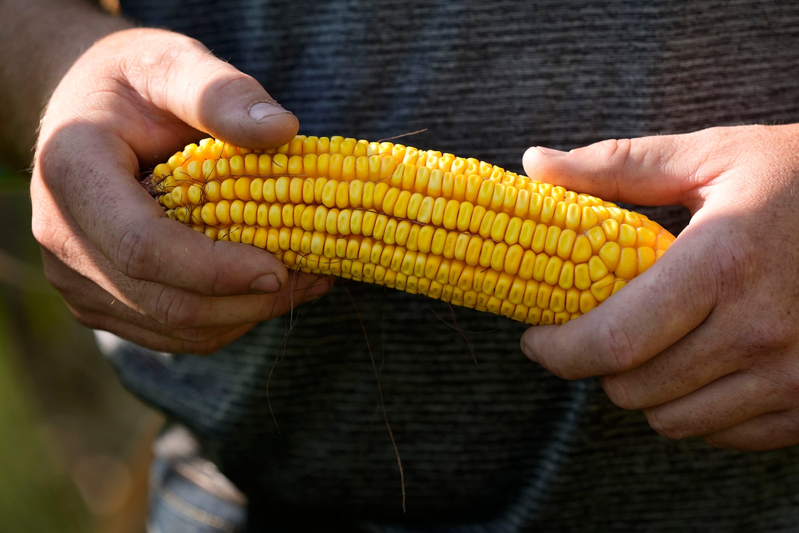 Cameron Sorgenfrey holds an ear of corn from a short corn stalk in his field, Monday, Sept. 16, 2024, in Wyoming, Iowa. (AP Photo/Charlie Neibergall)