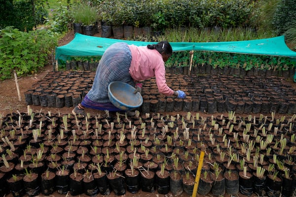 A worker arranges native tree saplings at a nursery run by a restoration practitioner in Udhagamandalam in Nilgiris district, India, Friday, Sept. 27, 2024. (AP Photo/Aijaz Rahi)