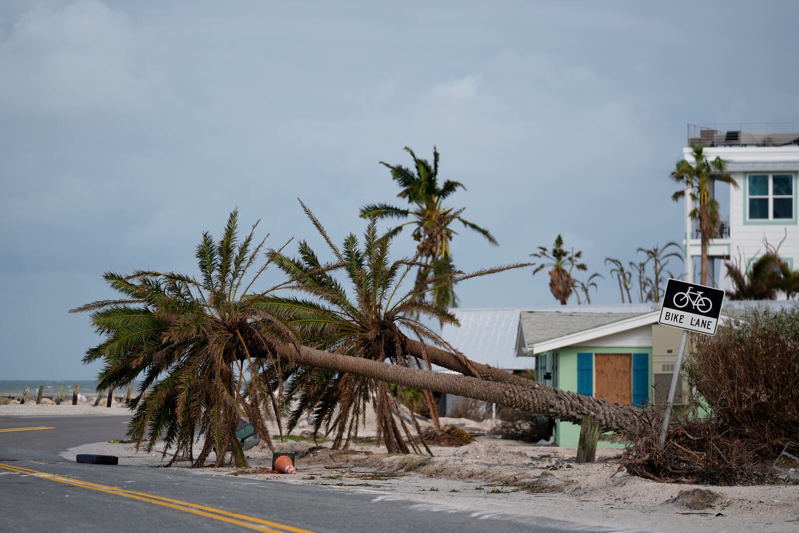 Toppled palm trees lie along the road after the passage of Hurricane Milton, in Bradenton Beach on Anna Maria Island, Fla., Thursday, Oct. 10, 2024. (AP Photo/Rebecca Blackwell)