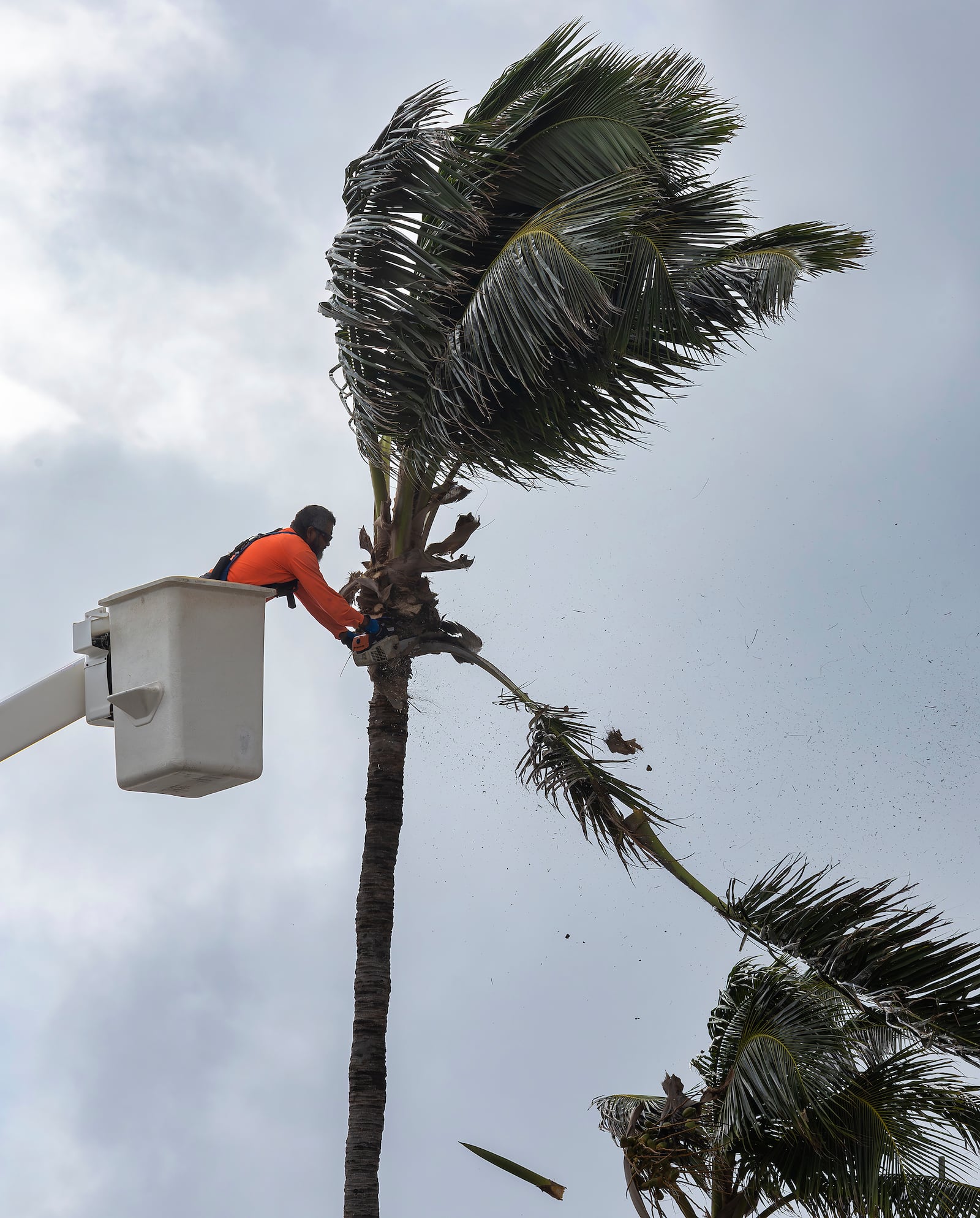 A worker cuts the branches of the palm tree on Tuesday, Nov. 5, 2024, in Miami Beach, Fla. (David Santiago/Miami Herald via AP)