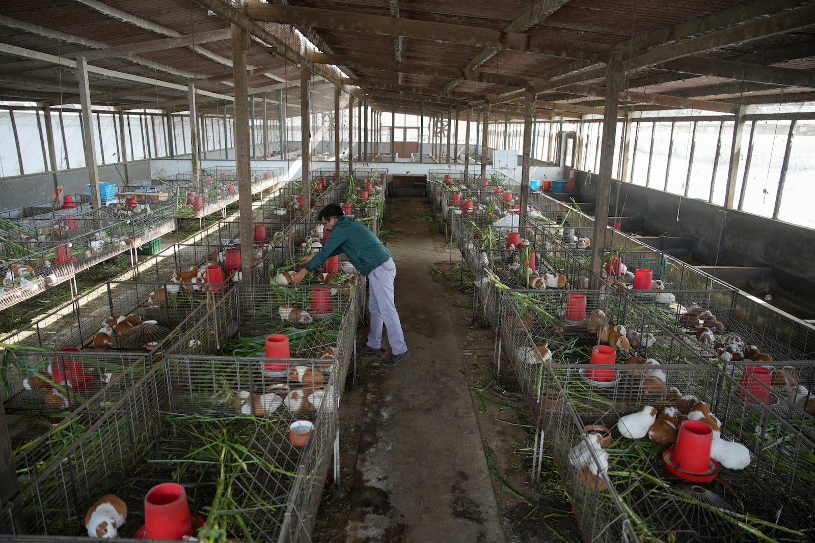 Peru Guinea Pigs are bred at an agricultural research farm to distribute to farms across the country, in Lima, Peru, Thursday, Oct. 3, 2024. Peruvian guinea pigs, locally known as 'cuy,' have been traditionally raised for meat consumption since pre-Inca times. (AP Photo/Guadalupe Pardo)