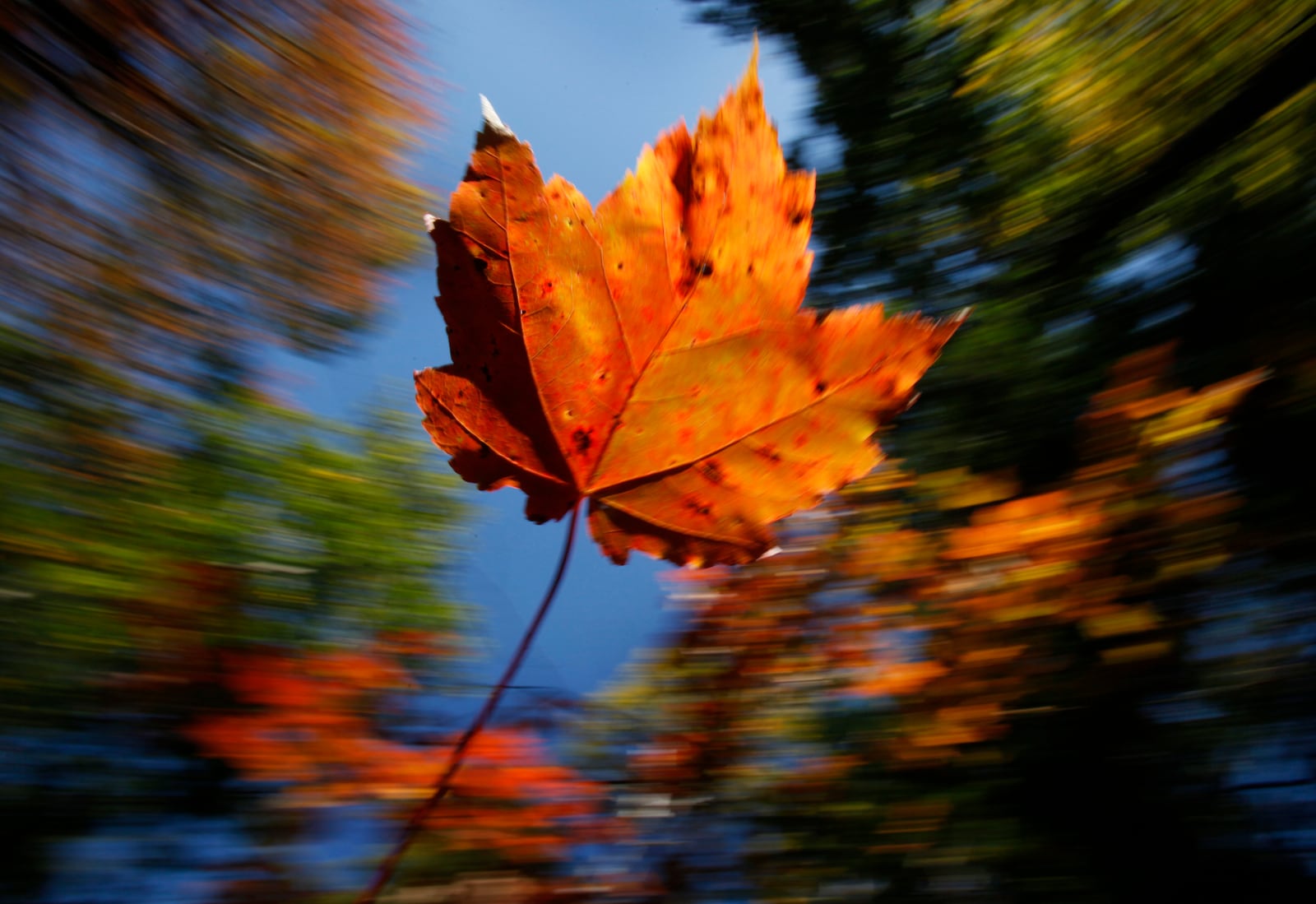 FILE - A maple leaf falls on a crisp autumn day, Oct. 14, 2009, in Freeport, Maine. (AP Photo/Robert F. Bukaty, File)