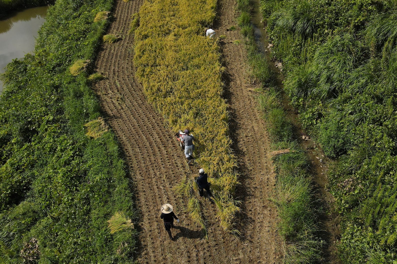 An aerial view of farmers working on rice terraces during harvest in Kamimomi village, Okayama prefecture, Japan on Sept. 7, 2024. (AP Photo/Ayaka McGill)