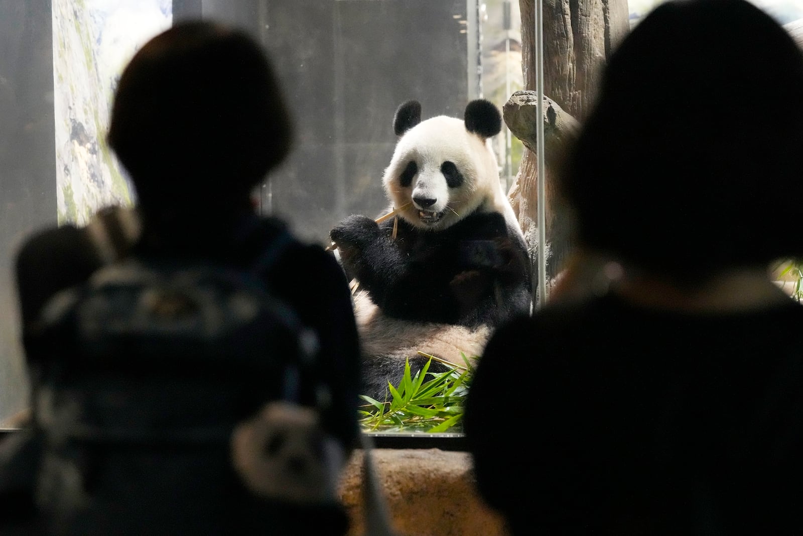 Visitors watch the giant panda Shin Shin at Ueno Zoo, a day before giant panda couple Ri Ri and Shin Shin's return to China, Saturday, Sept. 28, 2024, in Tokyo. (AP Photo/Eugene Hoshiko)