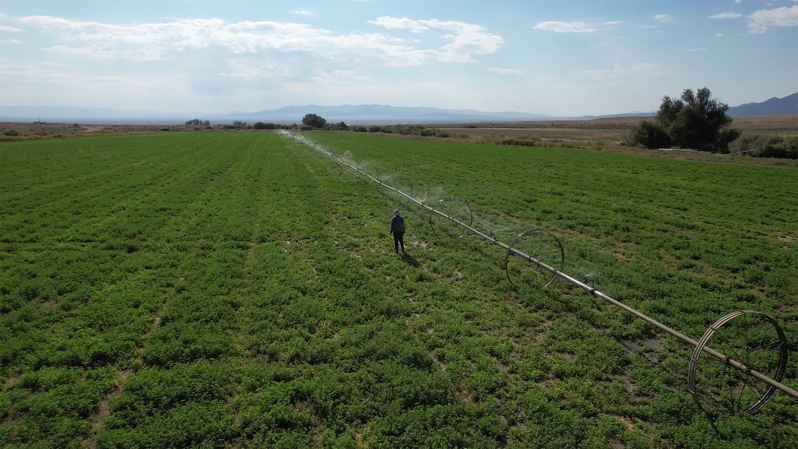 A immigrant worker with a H-2A visa irrigates a field on the Baker Ranch Monday, Sept. 9, 2024, in Baker, Nevada. (AP Photo/Rick Bowmer)