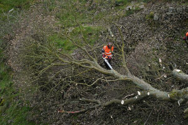 FILE - The felled Sycamore Gap tree is removed at Hadrian's Wall in Northumberland, England, Oct. 11, 2023. (Owen Humphreys/PA via AP, File)
