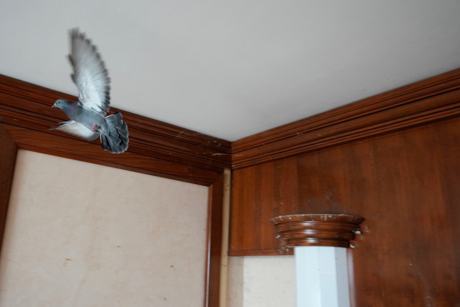 A pigeon flies in the presidential suite at Hotel Yugoslavia, once a symbol of progress in the former socialist state of Yugoslavia that broke apart in the 1990s and a favorite gathering place for local residents as well as world leaders, in Belgrade, Serbia, Thursday, Oct. 3, 2024. (AP Photo/Darko Vojinovic)