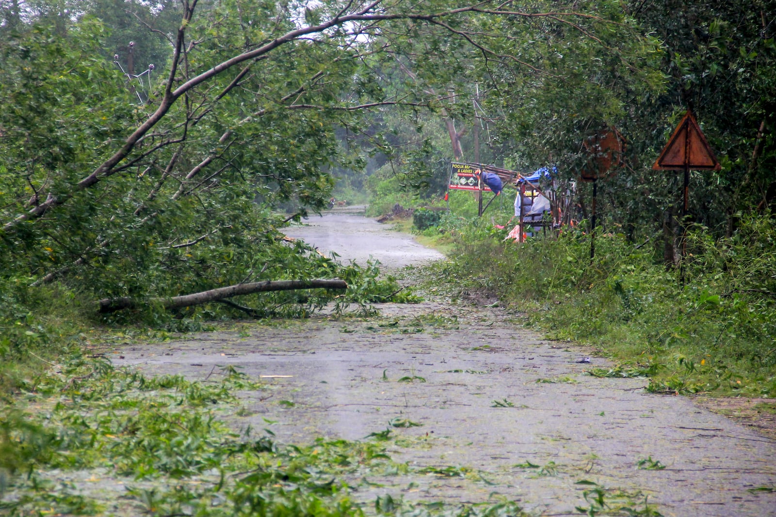 Uprooted trees block a road partially on the coast of Bay of Bengal in Balasore district of Odisha state, on India's eastern coastline, where Tropical Storm Dana made landfall late Thursday night, according to the Indian Meteorological Department, India, Friday, Oct. 25, 2024. (AP Photo)