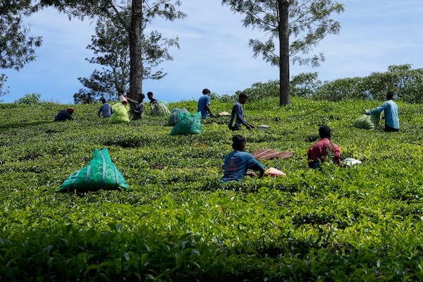 Workers pluck tea leaves using cutters at a tea estate in Nilgiris district, India, Wednesday, Sept. 25, 2024. (AP Photo/Aijaz Rahi)