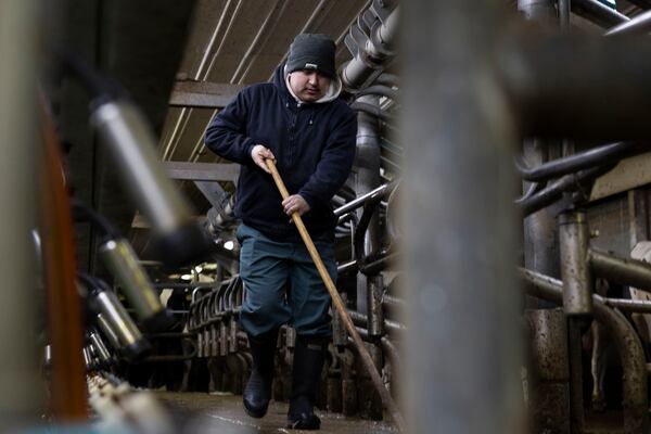 An employee of Twin Birch Dairy cleans up the milking area in preparation for the next group of cows at Twin Birch Dairy on Friday, March 21, 2025, in Skaneateles, N.Y. (Caitlyn Daproza via AP)