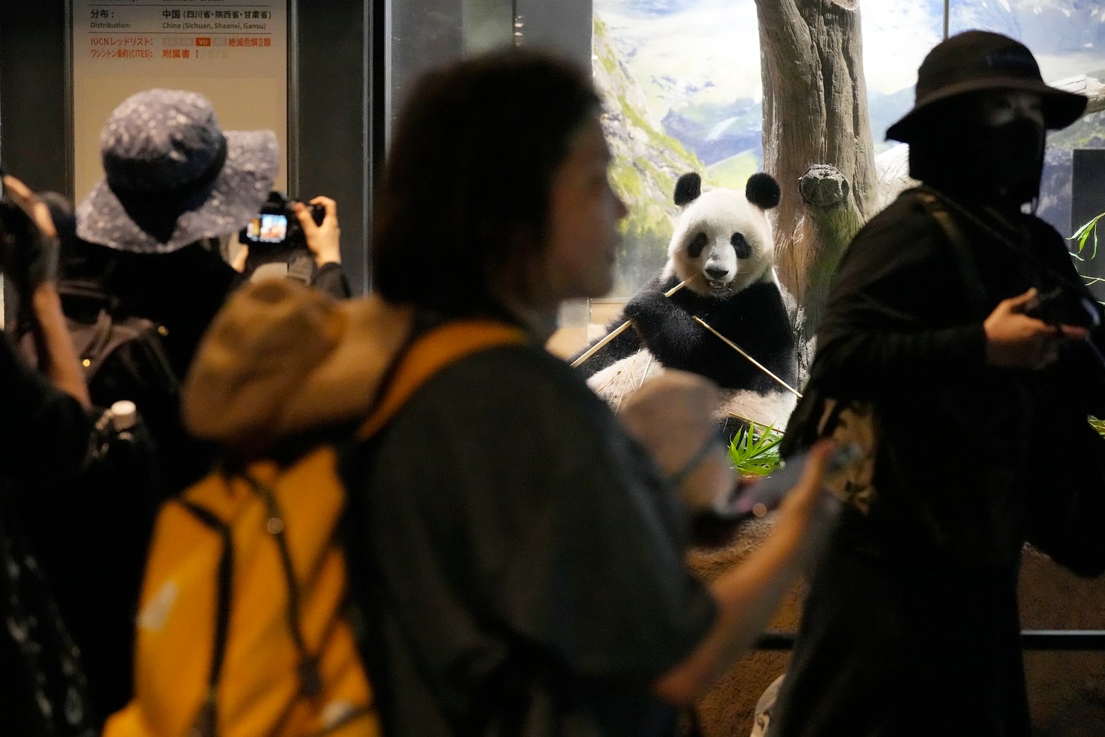 Visitors watch the giant panda Shin Shin at Ueno Zoo, a day before giant panda couple Ri Ri and Shin Shin's return to China, Saturday, Sept. 28, 2024, in Tokyo. (AP Photo/Eugene Hoshiko)