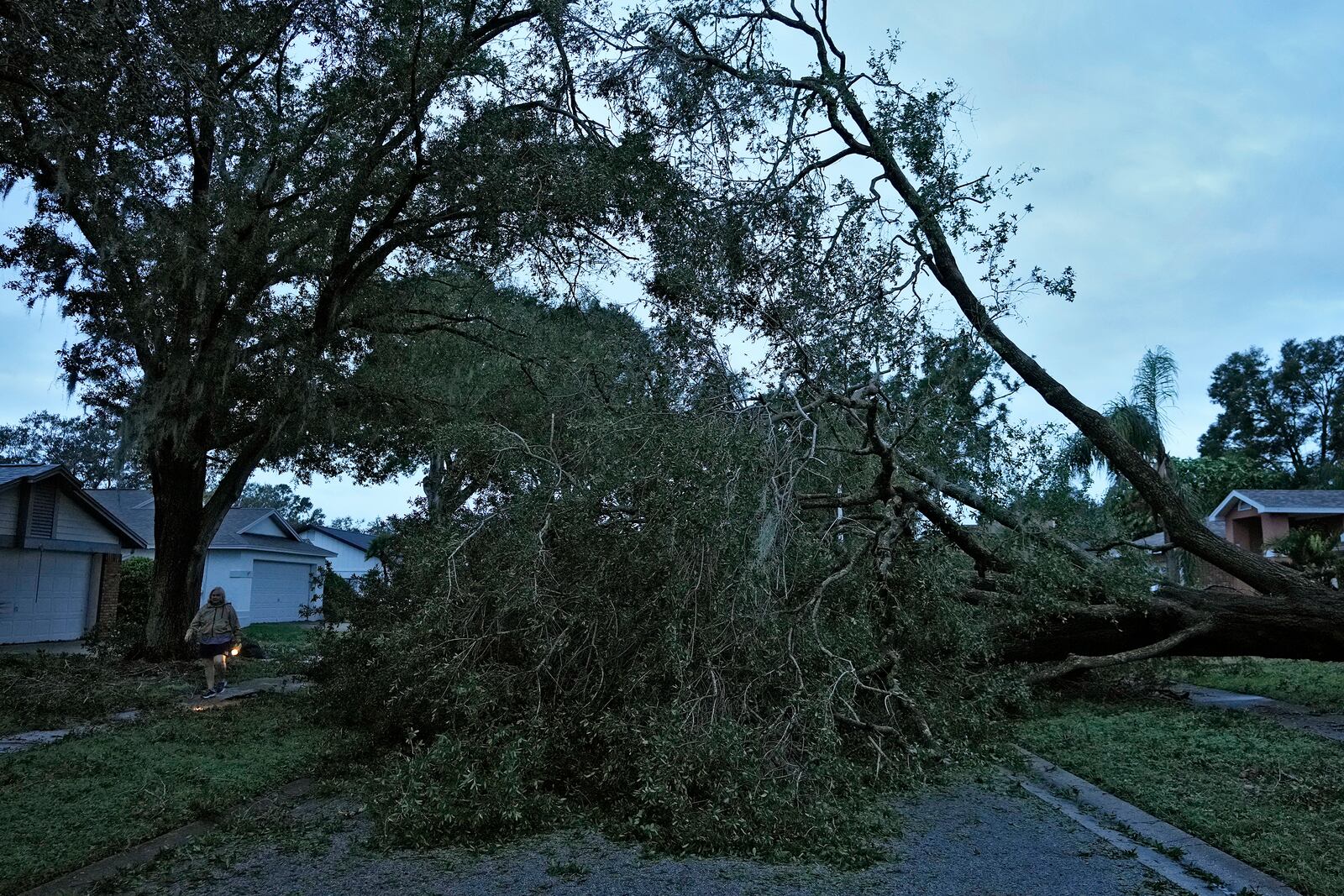 A fallen tree lays over the street in the aftermath of Hurricane Milton on Thursday, Oct. 10, 2024 in Valrico, Fla. (AP Photo/Chris O'Meara)