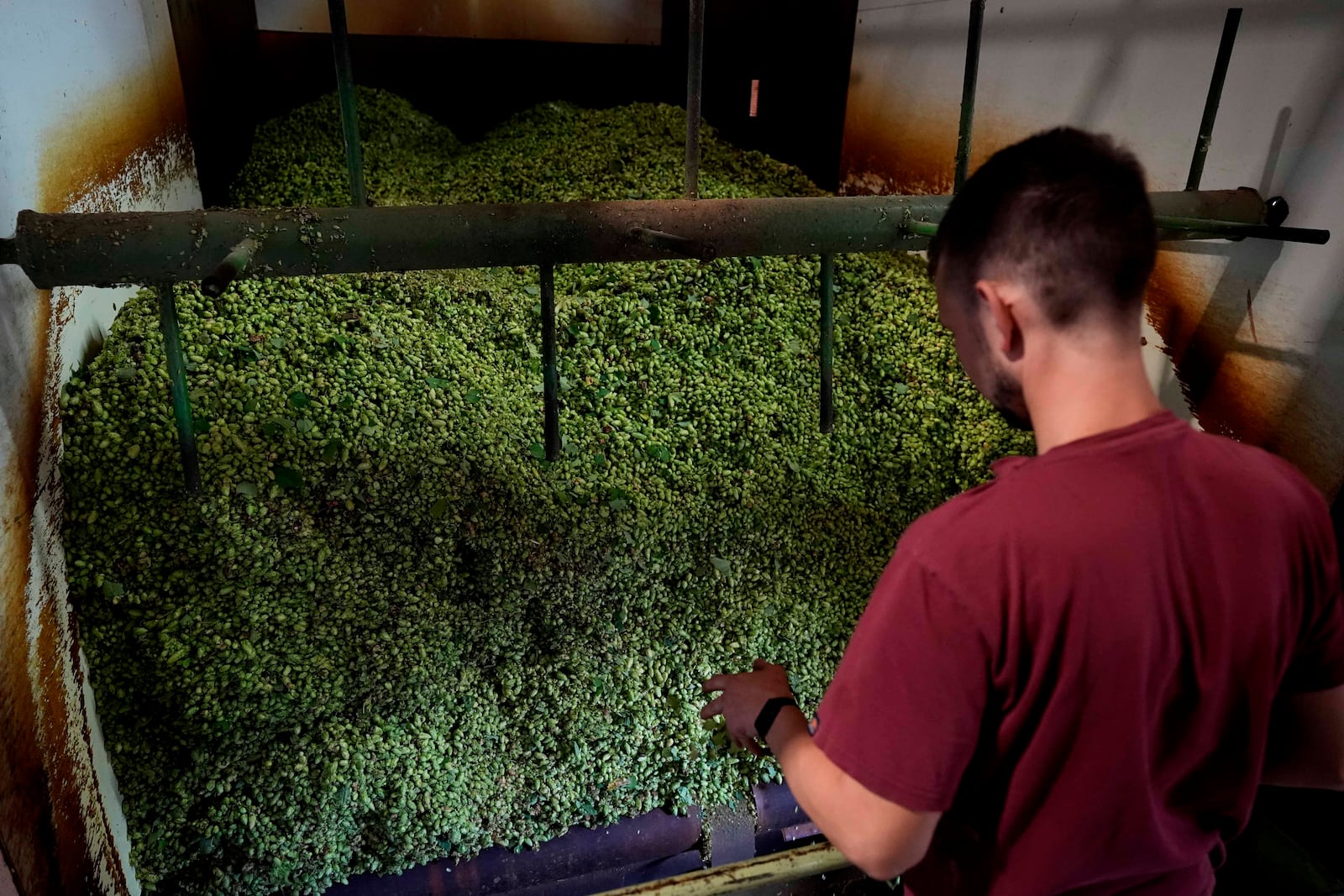 Hops farmer Andreas Widmann monitors the processing of hops on a farm in Huell near Wolnzach, Germany, Thursday, Sept. 19, 2024. (AP Photo/Matthias Schrader)