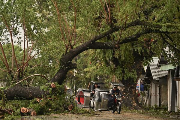 Motorists pass by toppled trees caused by strong winds from Typhoon Man-yi along a street in the municipality of Baler, Aurora province, northeastern Philippines Monday, Nov. 18, 2024. (AP Photo/Noel Celis)