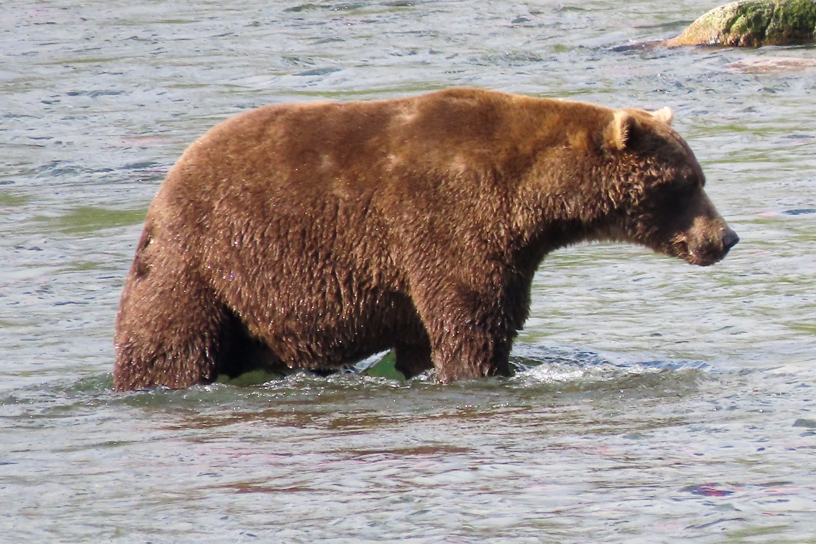 This image provided by the National Park Service shows bear 856 at Katmai National Park in Alaska on Sept. 19, 2024. (T. Carmack/National Park Service via AP)