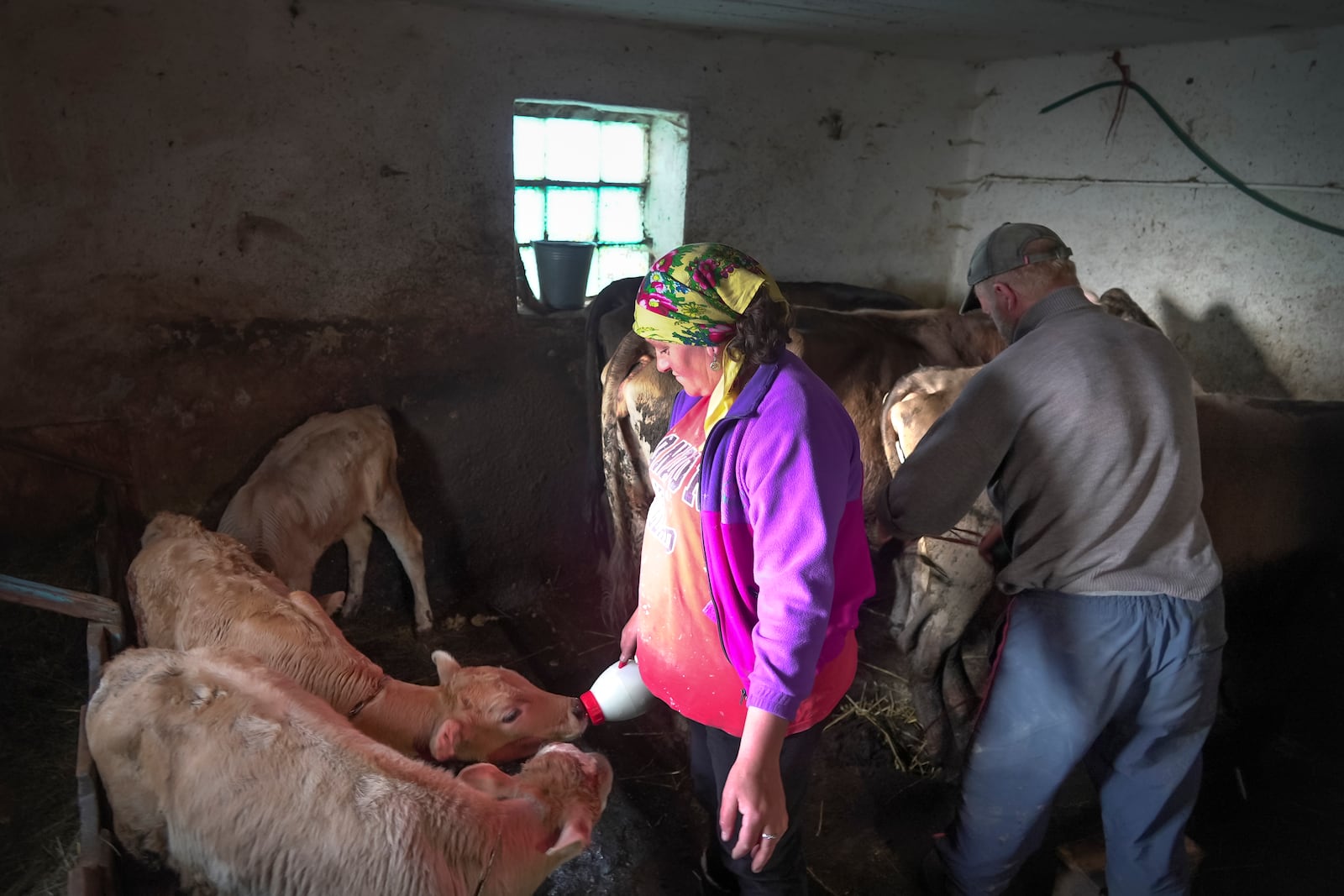 Svetlana Svetlishcheva feeds the cattle alongside her husband Yuri Strukov at their farm in the remote mountain village of Orlovka, Georgia, Saturday, May 4, 2024. (AP Photo/Kostya Manenkov)