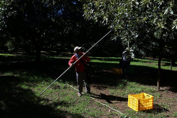 A farmhand harvests avocados at an orchard in Santa Ana Zirosto, Michoacan sate, Mexico, Wednesday, Nov. 27, 2024. (AP Photo/Armando Solis)