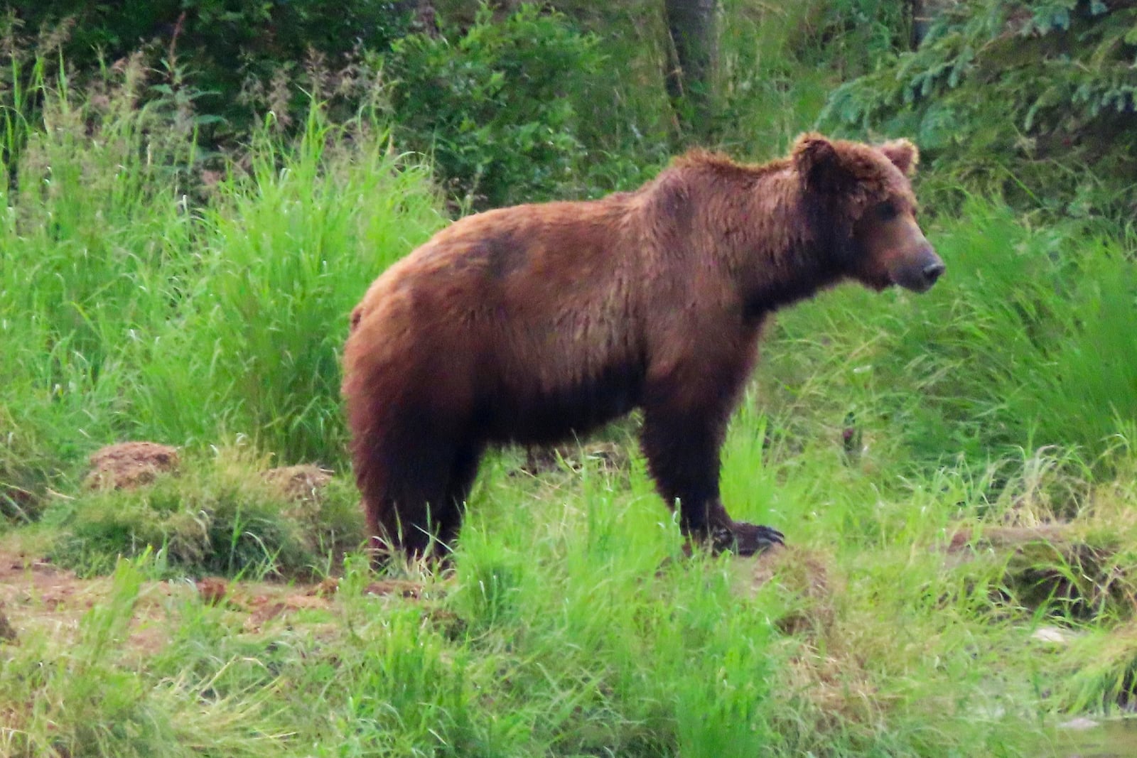 This image provided by the National Park Service shows bear 504 at Katmai National Park in Alaska on June 26, 2024. (T. Carmack/National Park Service via AP)