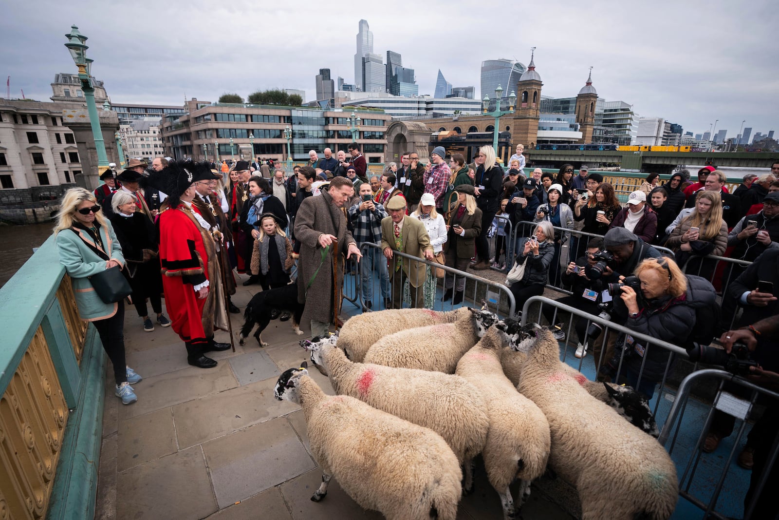 Damien Lewis drives sheep over Southwark Bridge, London, in the 11th London Sheep Drive, in London, Sunday, Sept. 29, 2024. (James Manning/PA via AP)