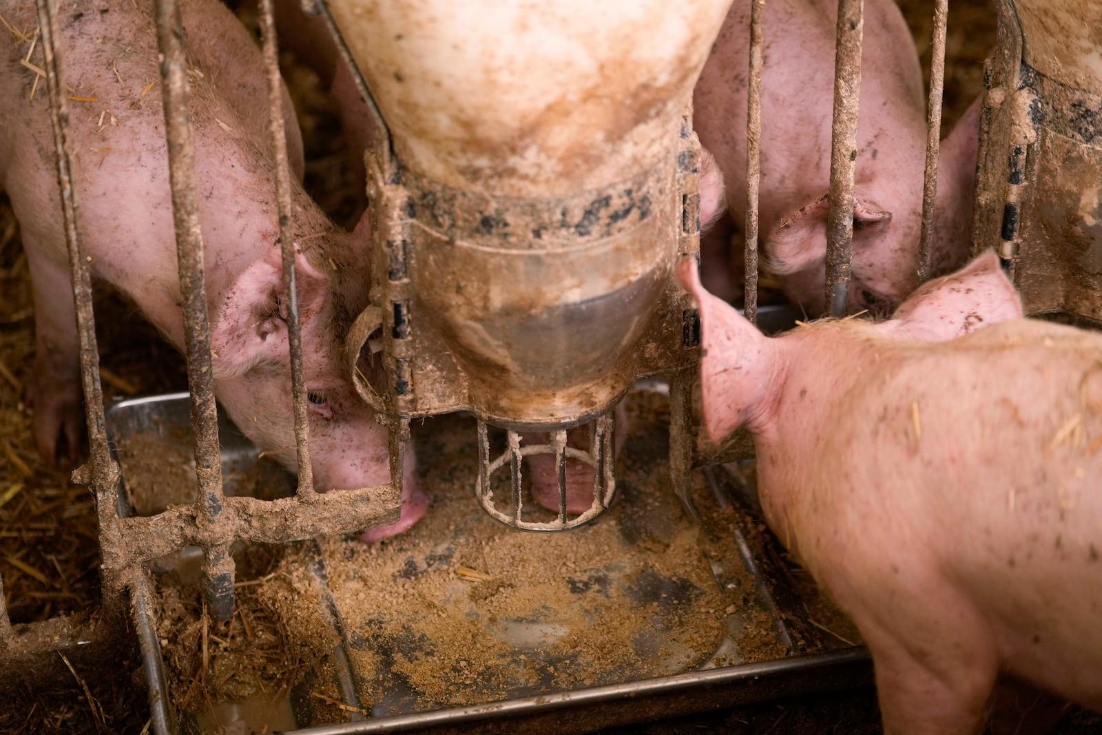 Pigs eat inside a shed of the Piggly farm in Pegognaga, near Mantova, northern Italy, Wednesday, Sept. 25, 2024. (AP Photo/Luca Bruno)