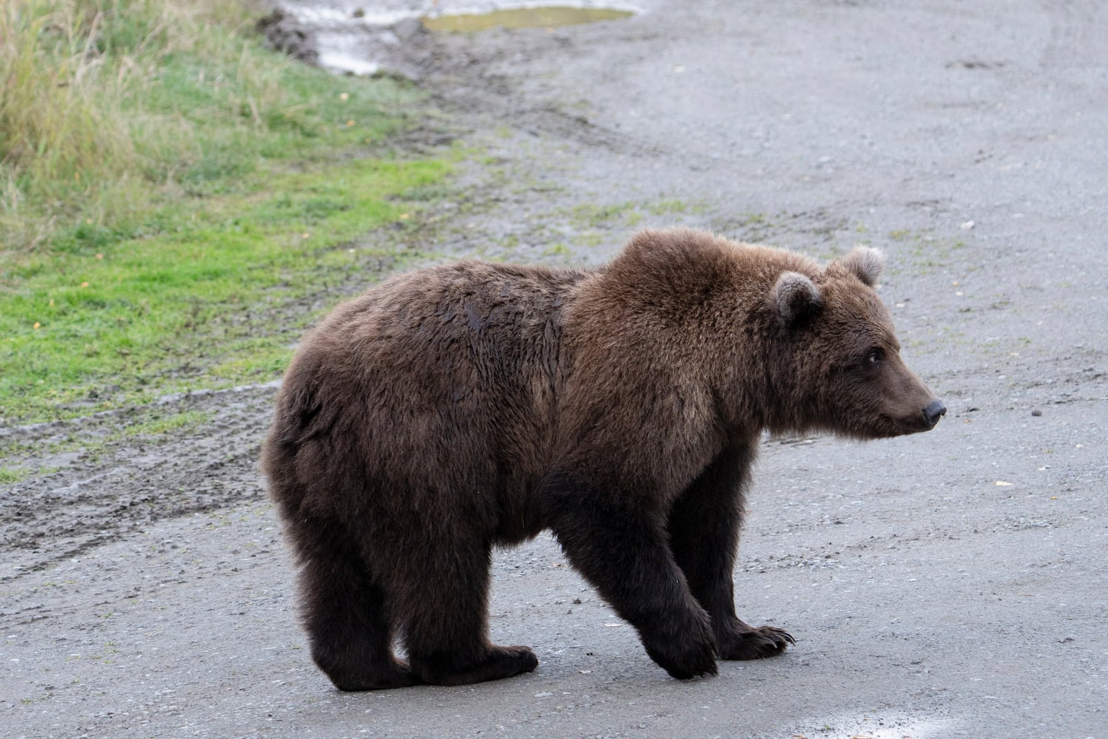 This image provided by the National Park Service shows 806's yearling at Katmai National Park in Alaska on Sept. 15, 2024. (F. Jimenez/National Park Service via AP)