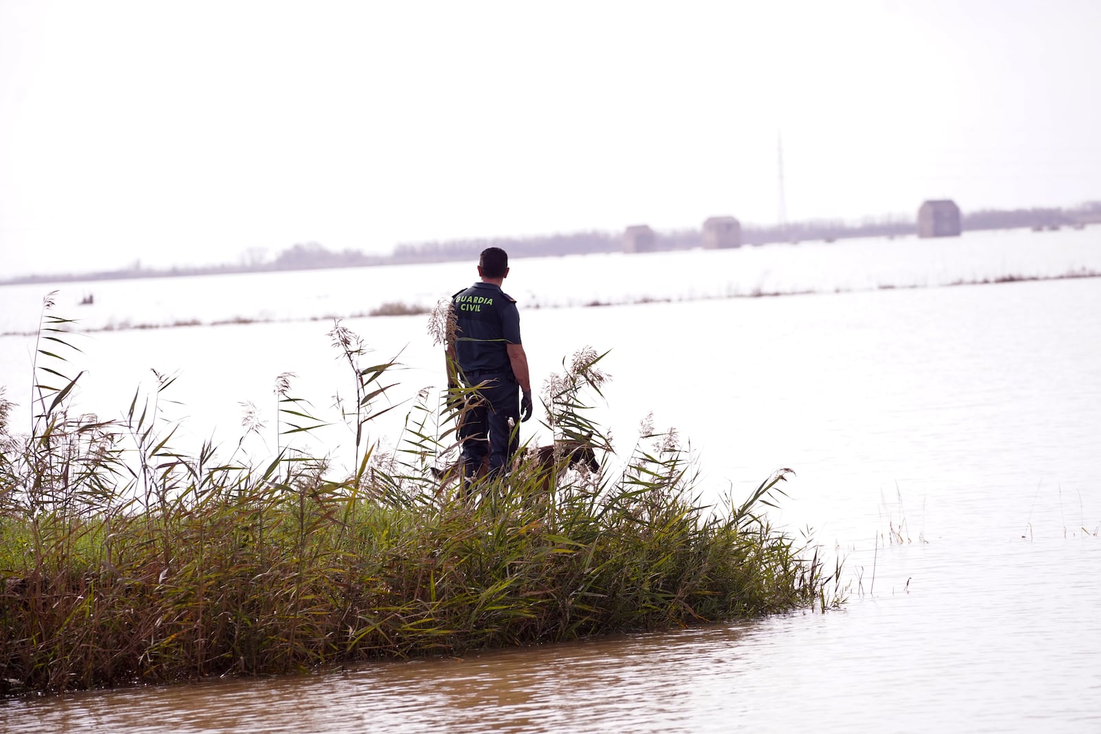 A civil guard and his dog look out onto a lagoon in their search for bodies in el Saler on the outskirts of Valencia, Spain, Wednesday, Nov. 6, 2024 after floods. (AP Photo/Alberto Saiz)