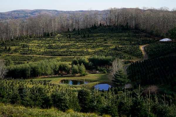 The Cartner's Christmas Tree Farm is seen on Wednesday, Nov. 13, 2024, in Newland, N.C. (AP Photo/Erik Verduzco)