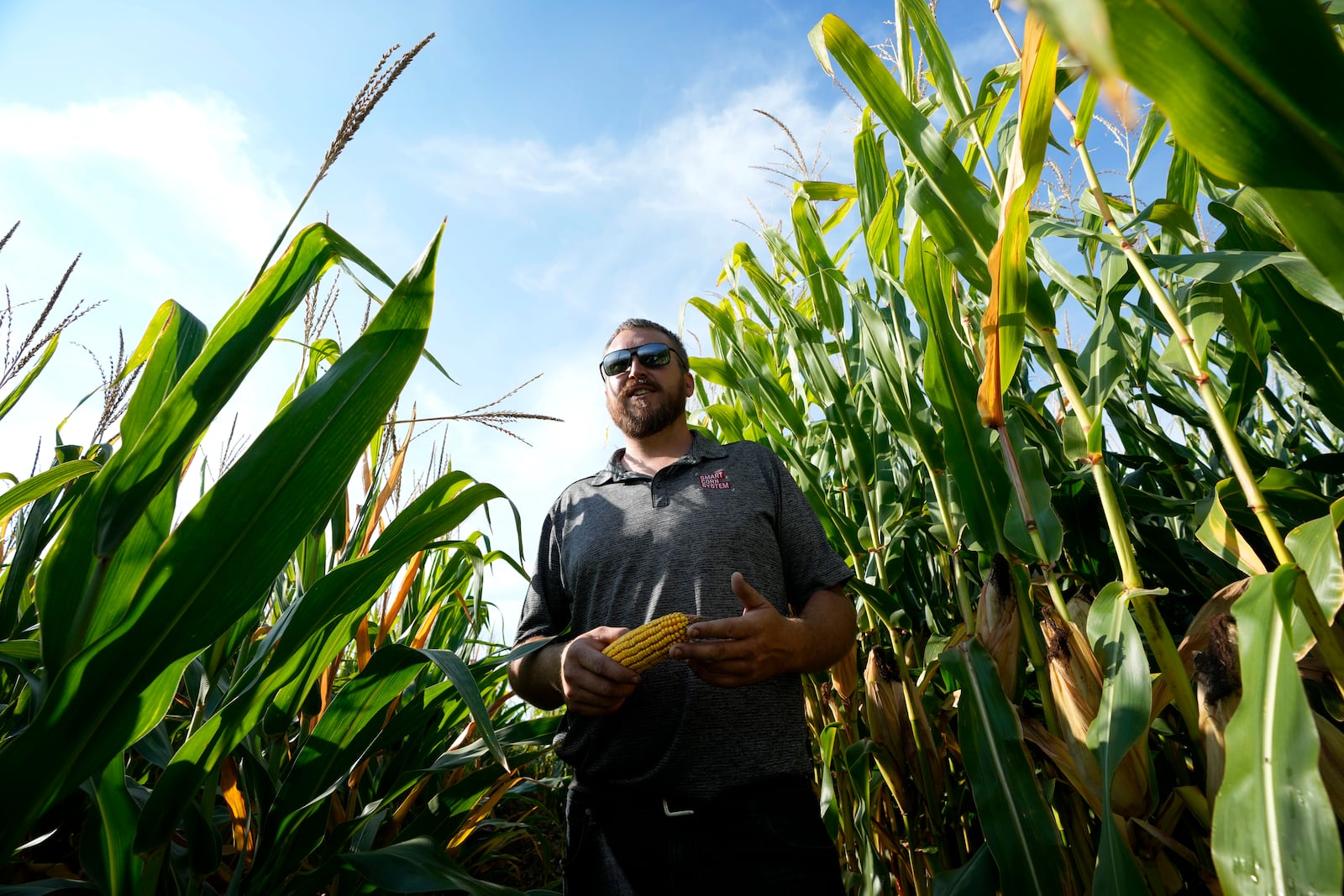 Cameron Sorgenfrey stands among tall and short corn stalks in one of his fields, Monday, Sept. 16, 2024, in Wyoming, Iowa. (AP Photo/Charlie Neibergall)