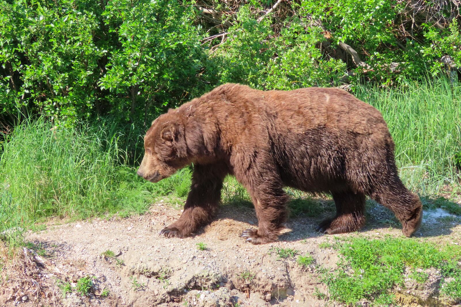 This image provided by the National Park Service shows bear 747 at Katmai National Park in Alaska on June 22, 2024. (T. Carmack/National Park Service via AP)