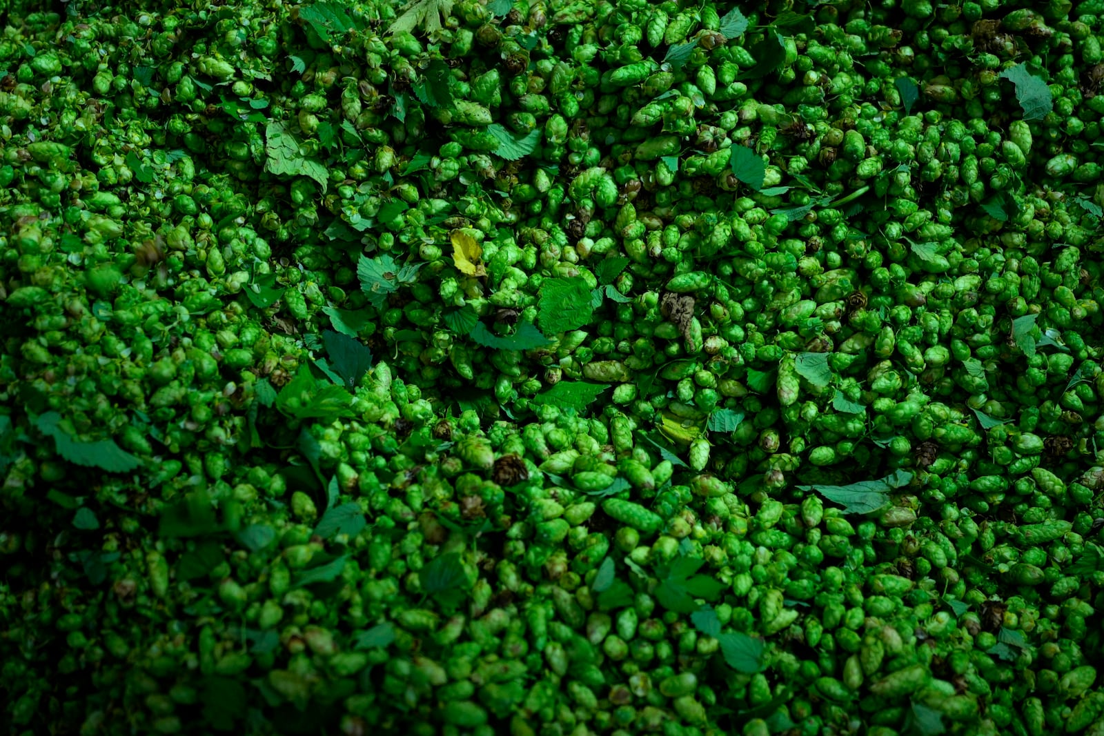 Hops are processed on a farm in Huell near Wolnzach, Germany, Thursday, Sept. 19, 2024. (AP Photo/Matthias Schrader)