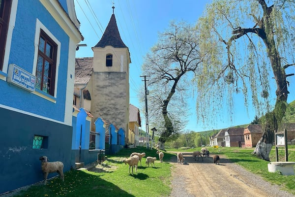 Sheep and goats graze near the church in the village of Floresti, in Romania's central Transylvania region, Thursday, April 24, 2025. (AP Photo/Stephen McGrath)