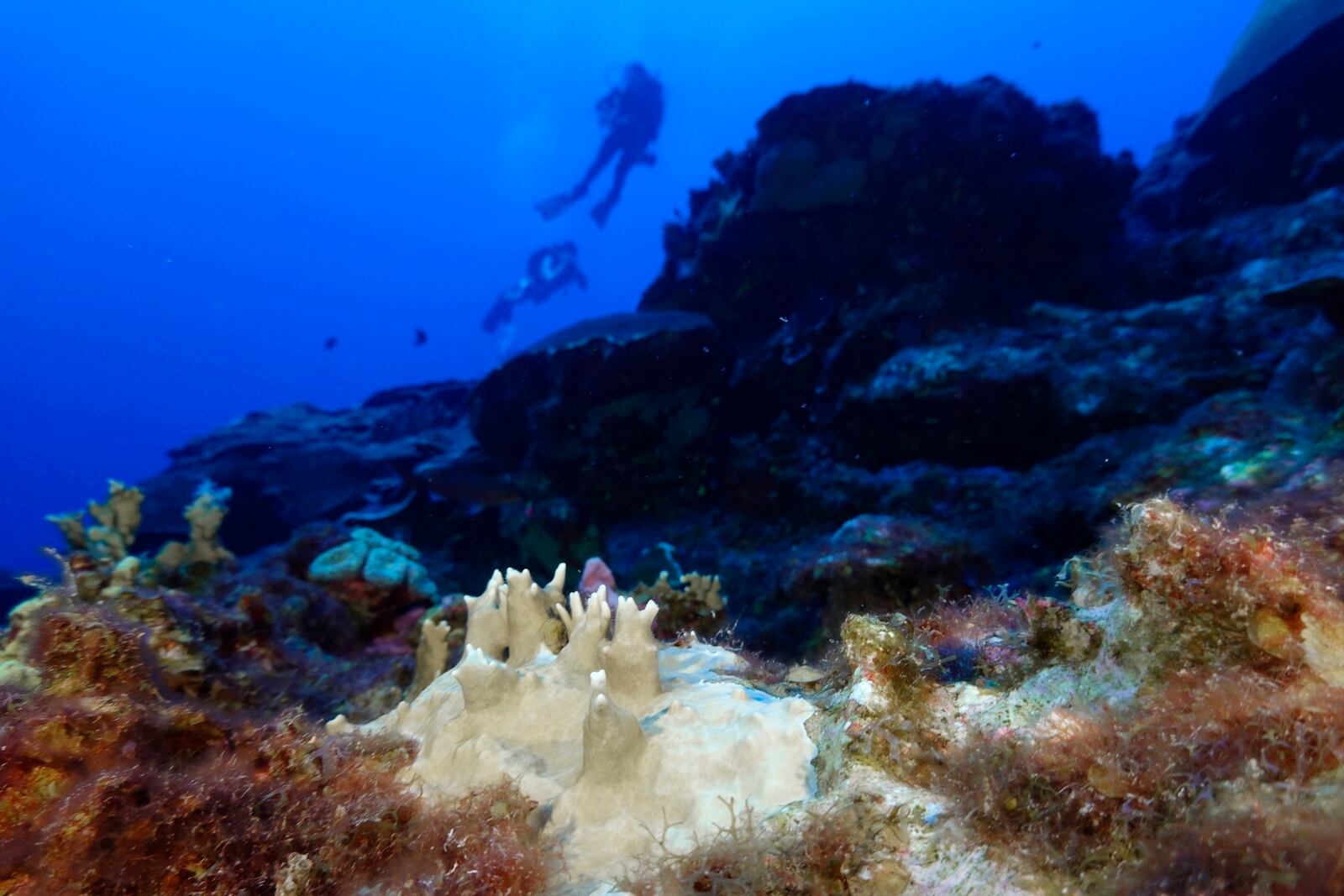 FILE - Bleached coral is visible at the Flower Garden Banks National Marine Sanctuary, off the coast of Galveston, Texas, in the Gulf of Mexico, Sept. 16, 2023. (AP Photo/LM Otero, File)