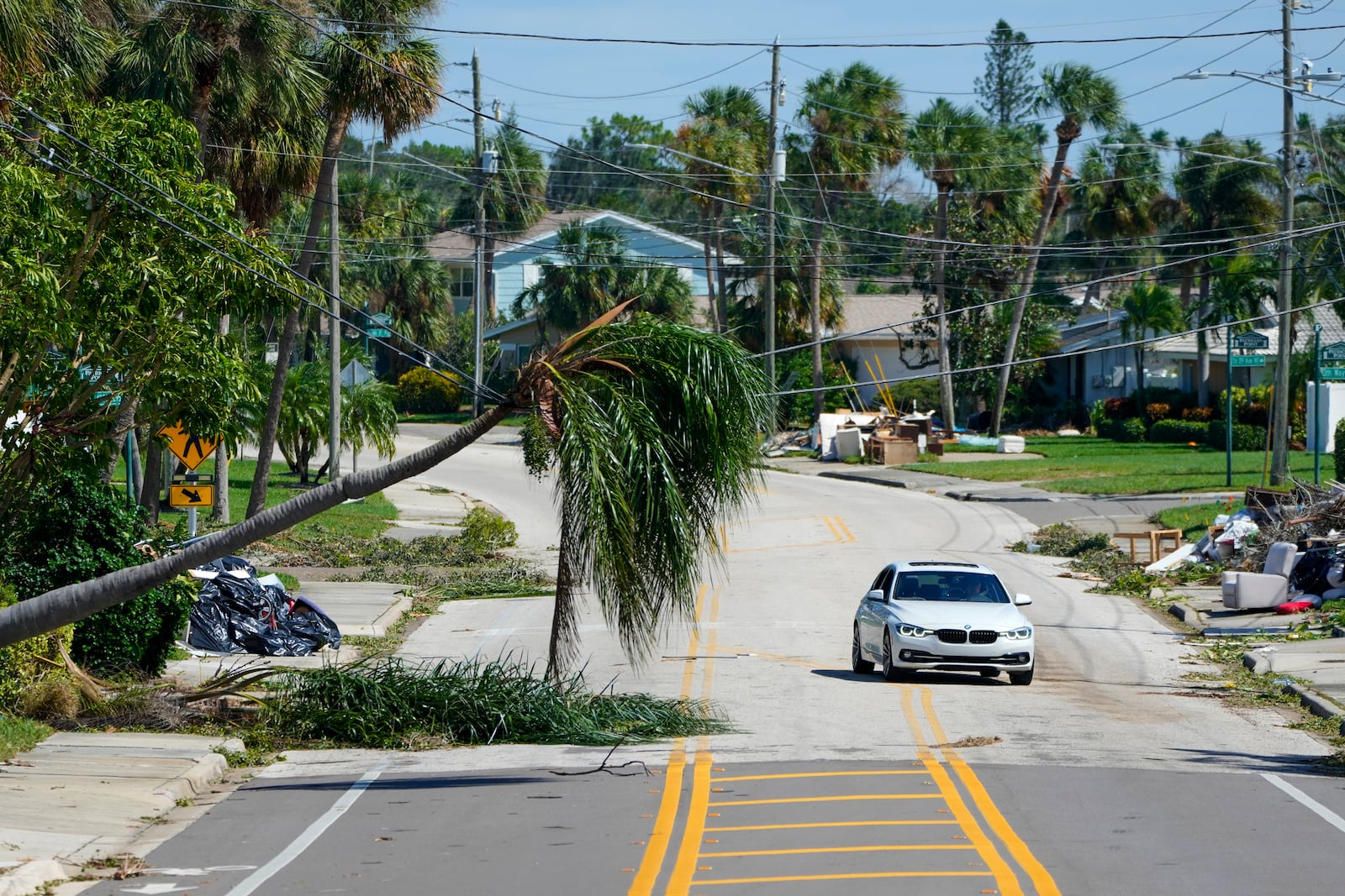 A downed palm tree rests on power lines in the Shore Acres community of St. Petersburg, Fla., the day after Hurricane Milton hit the region, Thursday, Oct. 10, 2024. (AP Photo/Julio Cortez)