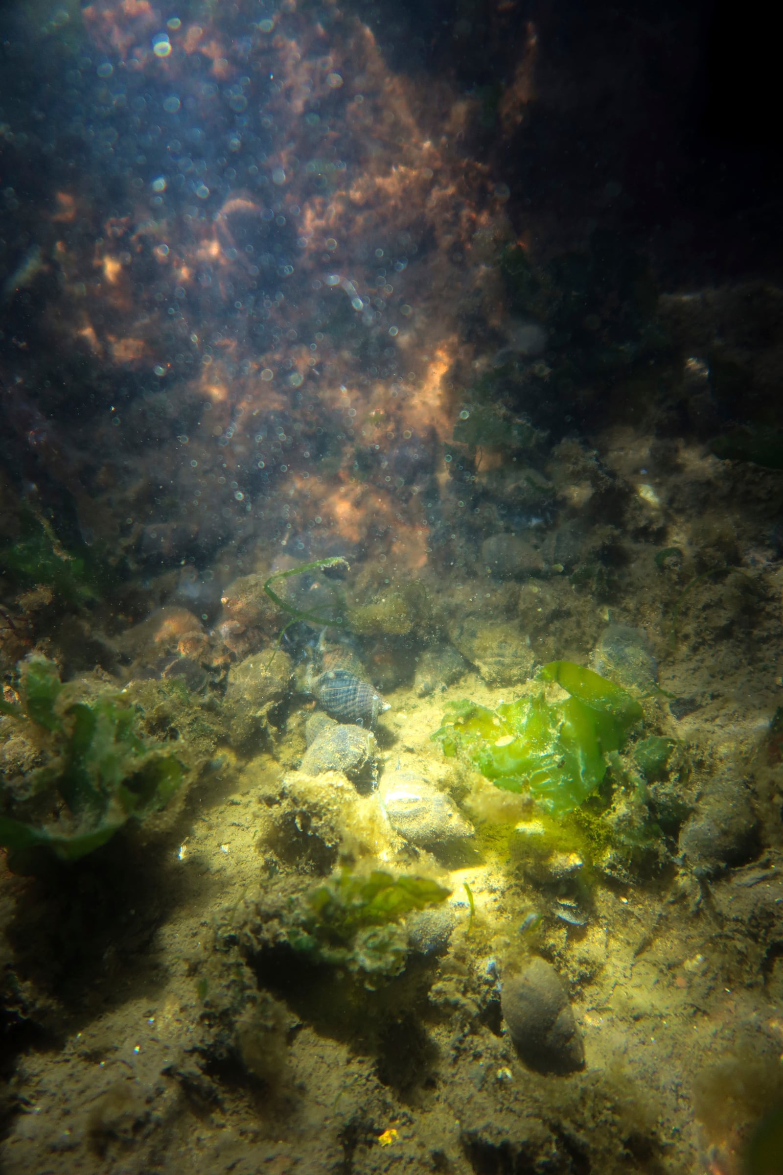 Snails and algae as seen in an artificial tide pool, part of artificial reefs designed to reduce risk from hurricanes after Superstorm Sandy on one of the eight, eco-friendly Living Breakwaters at the southernmost tip of New York City, off the coast of Staten Island, Wednesday, Oct. 9, 2024. (AP Photo/Cedar Attanasio)