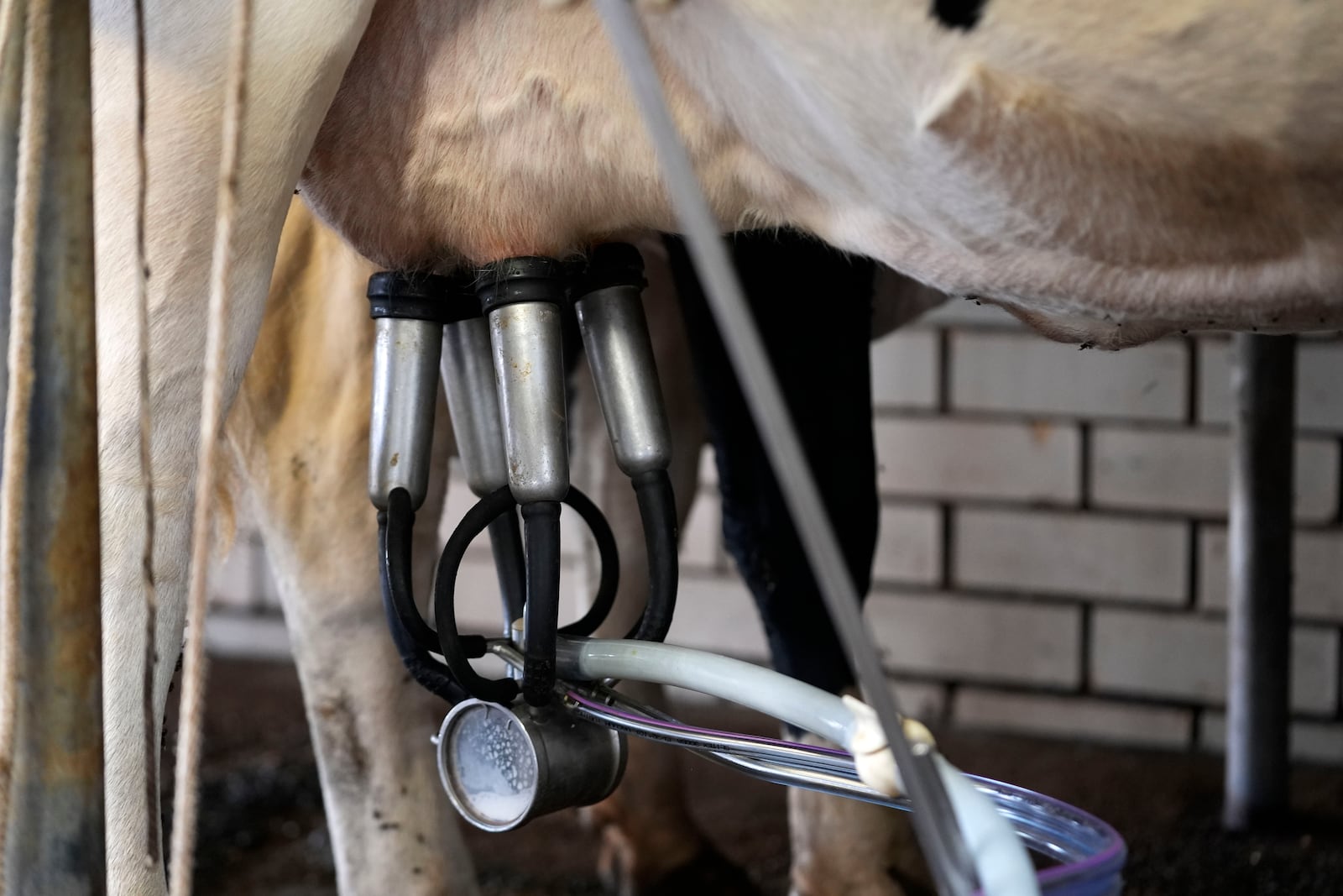 A cow is milked during the 3:00 PM milking at the Jarrell Bros. Dairy Farm in Kentwood, La., Wednesday, Oct. 30, 2024. (AP Photo/Gerald Herbert)