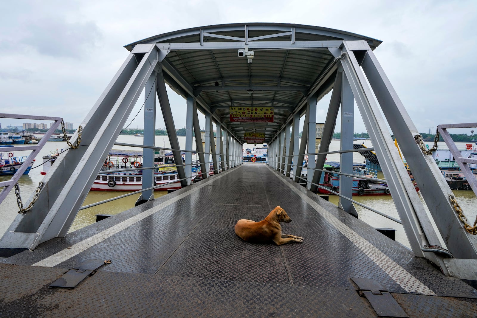 A stray dog sits on an empty jetty on Hooghly River after ferry services were suspended due to the approaching Tropical Storm Dana, which is expected to make landfall late on Thursday and early into Friday, according to the Indian Meteorological Department, in Kolkata, India, Thursday, Oct. 24, 2024. (AP Photo/Bikas Das)