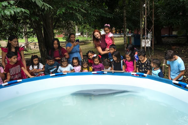 Bacuri, a rescued manatee, swims as children observe in the Emilio Goeldi Museum's scientific base at Caxiuana National Forest in Para state, Brazil, Friday, March 21, 2025. (AP Photo/Jorge Saenz)