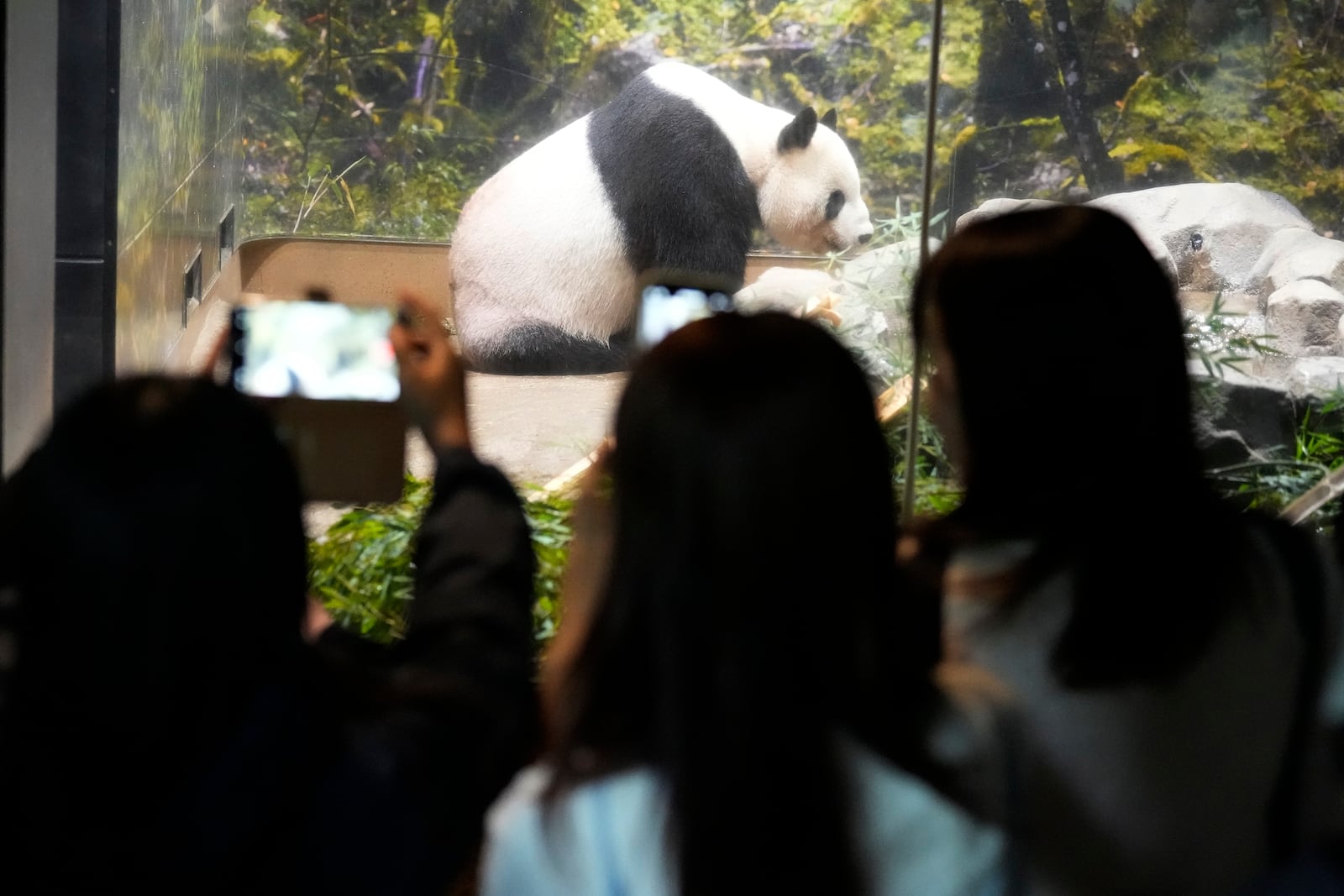 Visitors watch the giant panda Ri Ri at Ueno Zoo, a day before giant panda couple Ri Ri and Shin Shin's return to China, Saturday, Sept. 28, 2024, in Tokyo. (AP Photo/Eugene Hoshiko)