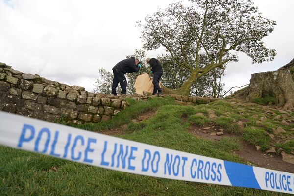 FILE - Forensic investigators from Northumbria Police examining the felled Sycamore Gap tree, on Hadrian's Wall in Northumberland, England, Sept. 29, 2023. (Owen Humphreys/PA via AP, File)