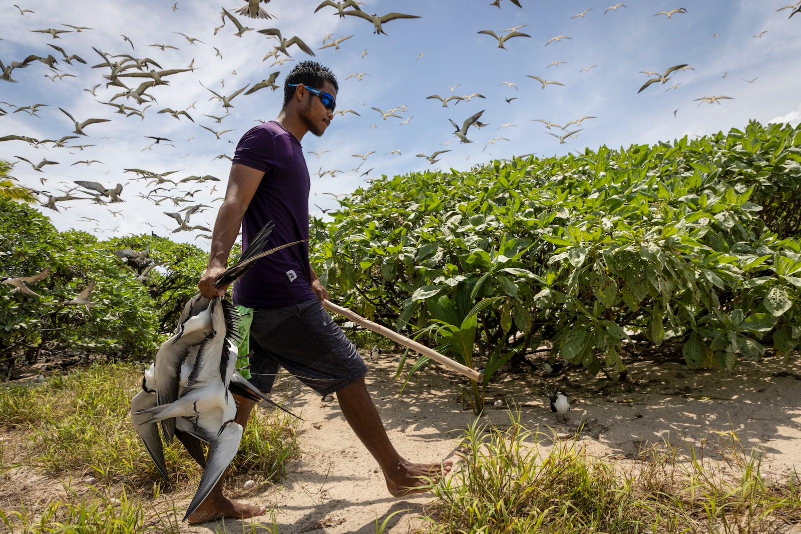 Carson Ngiralbong, a ranger with the Hatohobei State Rangers, collects bridled tern for dinner on July 17, 2024, on Helen Island, Palau. (AP Photo/Yannick Peterhans)