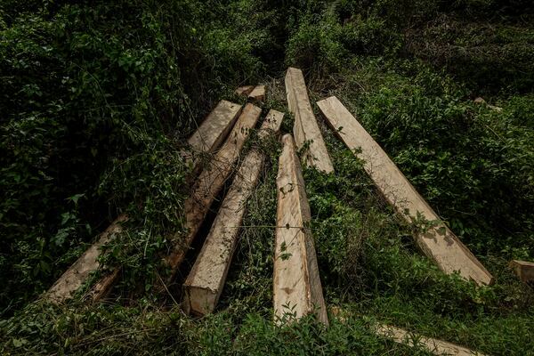 Logs sit on the side of a road leading to the areas of several wood pellet production companies in Pohuwato, Gorontalo province, Indonesia, Tuesday, Oct. 22, 2024. (AP Photo/Yegar Sahaduta Mangiri)