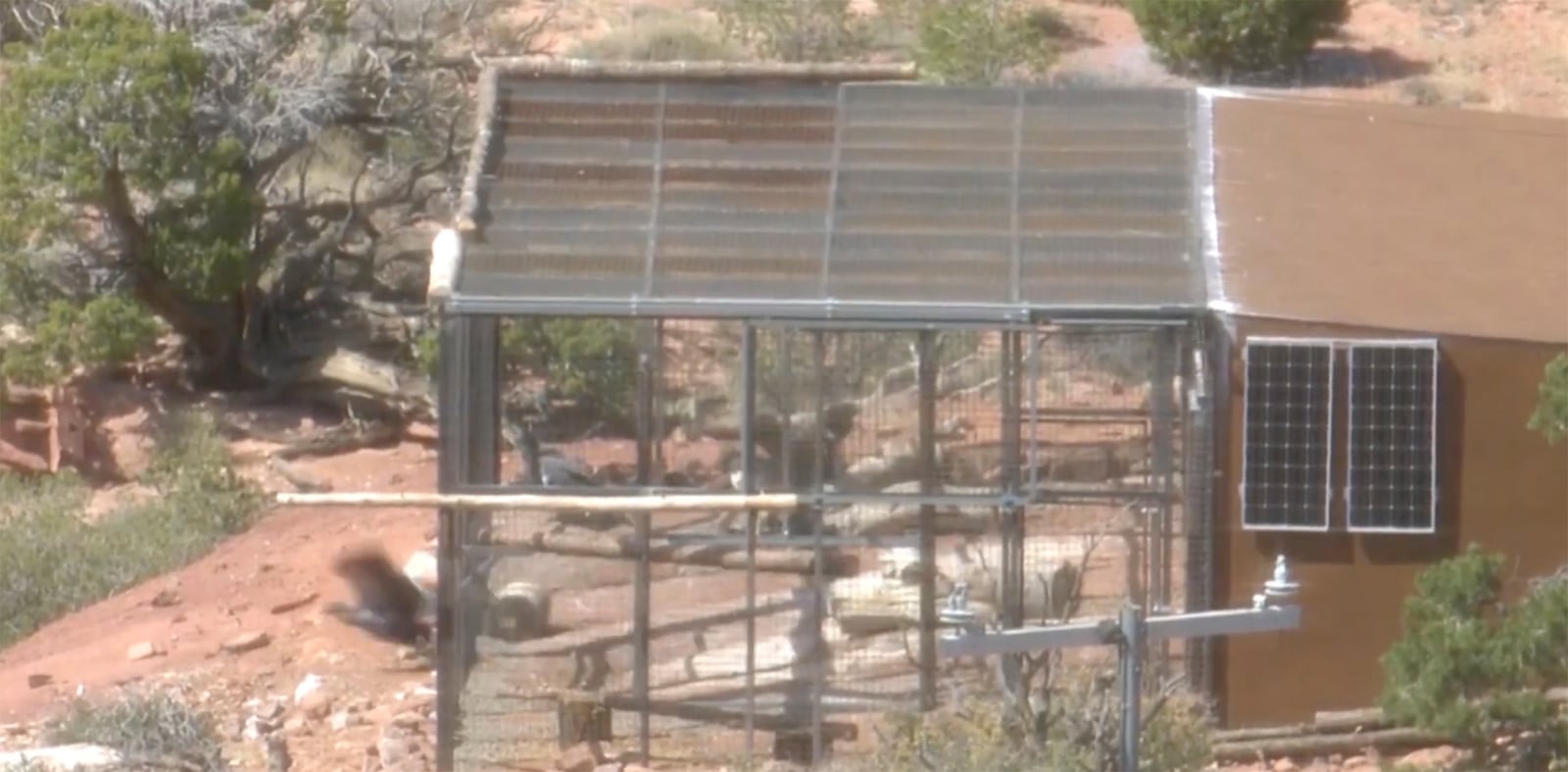 This photo provided by The Peregrine Fund and the Bureau of Land Management shows a California condor is released from a pen on Saturday, Sept. 28, 2024 from Vermillion Cliffs National Monument in Arizona, about 50 miles (80 kilometers) from the Grand Canyon's North Rim. (The Peregrine Fund and the Bureau of Land Management via AP)