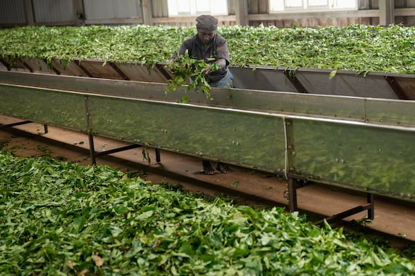 R. Veeramani, a worker at a tea factory, holds up a bunch of leaves during the withering process in Nilgiris district, India, Thursday, Sept. 26, 2024. (AP Photo/Aijaz Rahi)